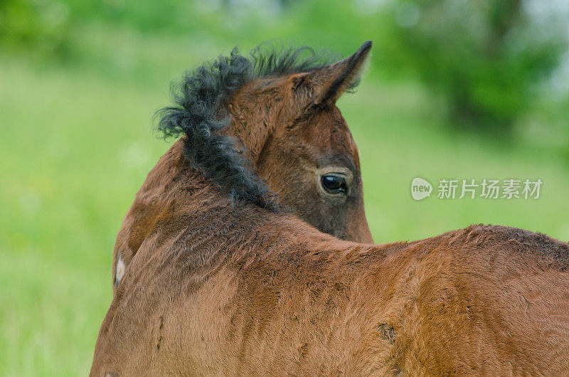 阿西尔阿拉伯马-小马驹画像