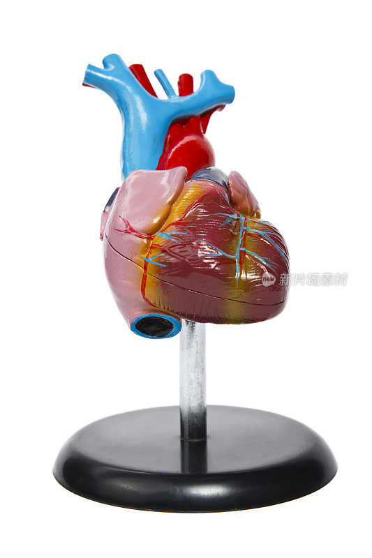 人体心脏的解剖模型