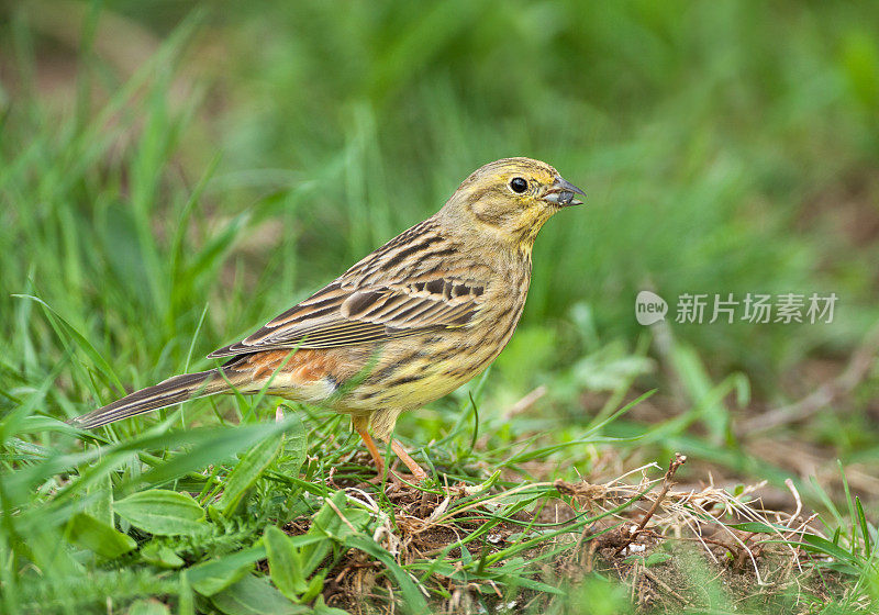 女性黄锤。