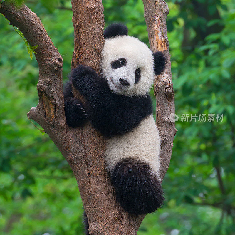 可爱的熊猫熊在树上爬