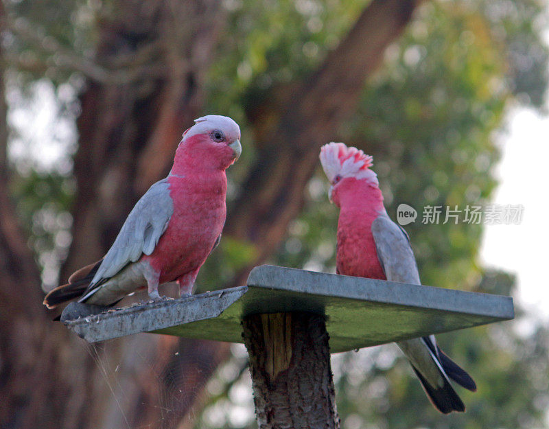 加拉鹦鹉-粉色和灰色-在澳大利亚维多利亚