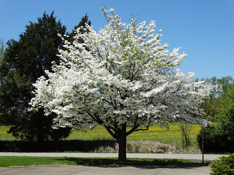美丽的山茱萸树与田野在背景4-23-15