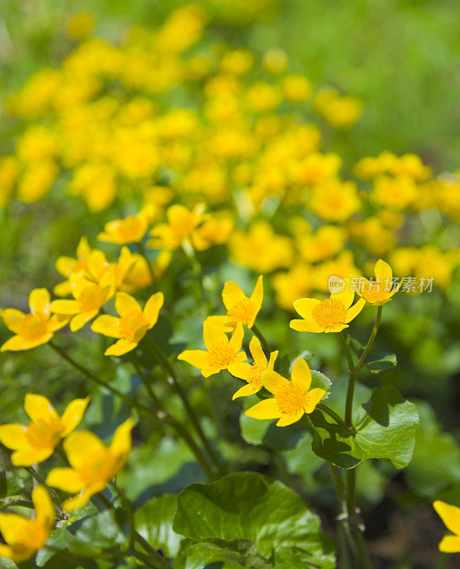 万寿菊鲜花