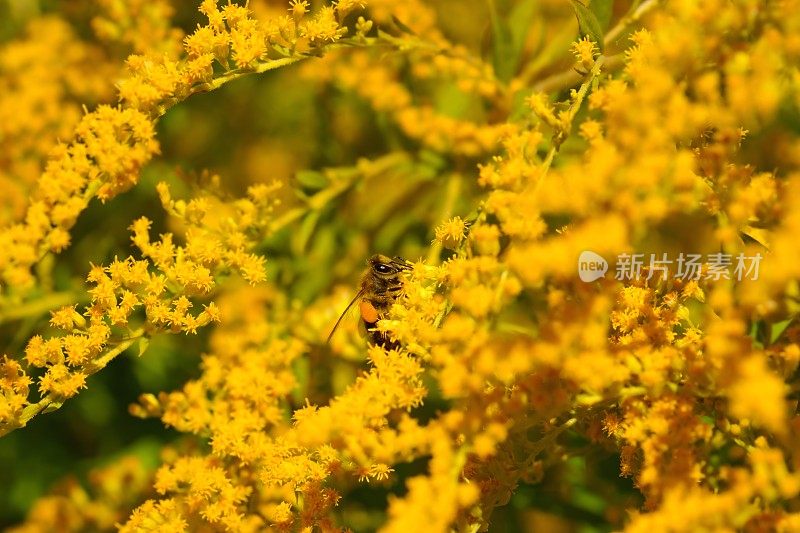 蜜蜂在黄花上采集花粉