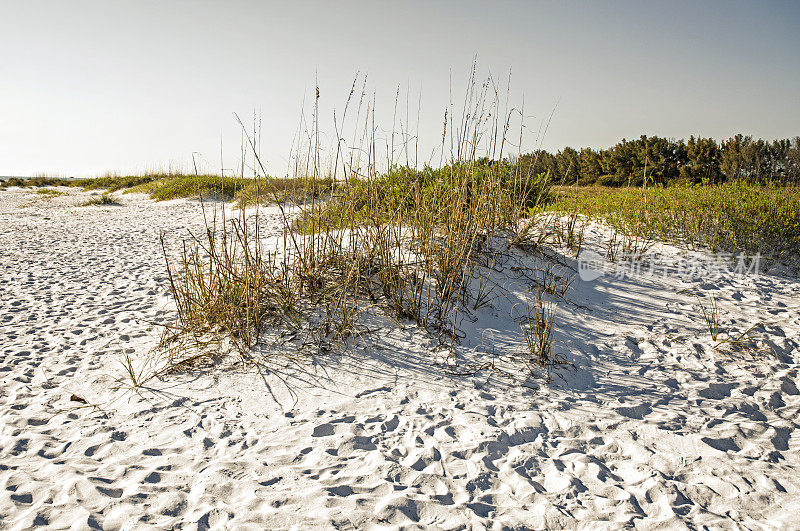 海滩自然保护区，草和沙子在黄金时间