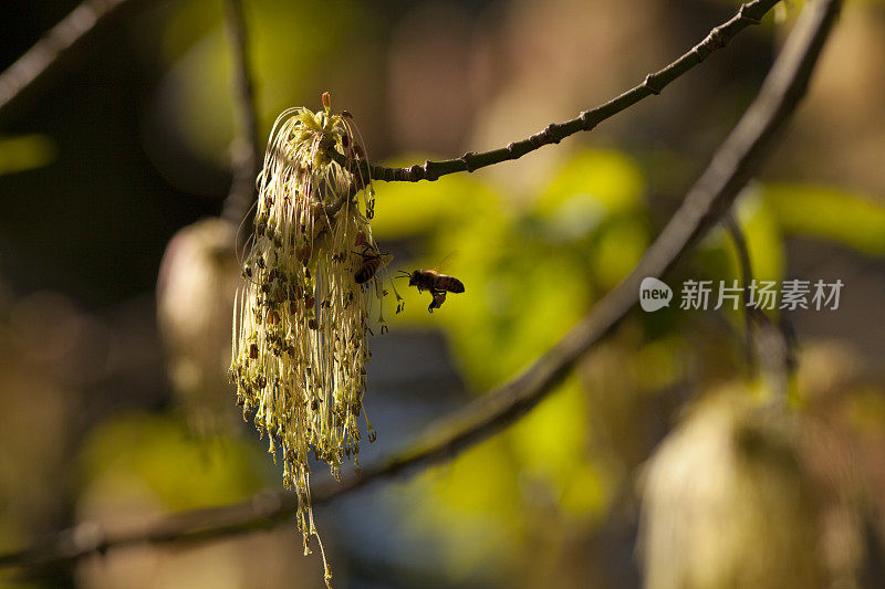 蜜蜂给新生植物授粉