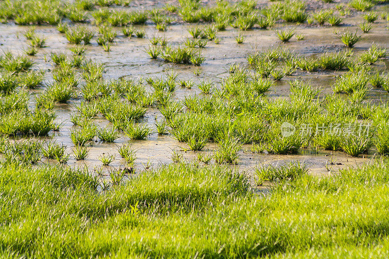 新鲜的绿草从泥泞干燥的河床上长出来