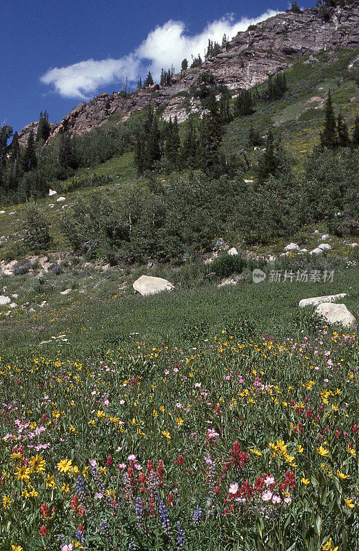 高山野花，阿尔比恩盆地，瓦萨奇山脉，盐湖城，犹他州