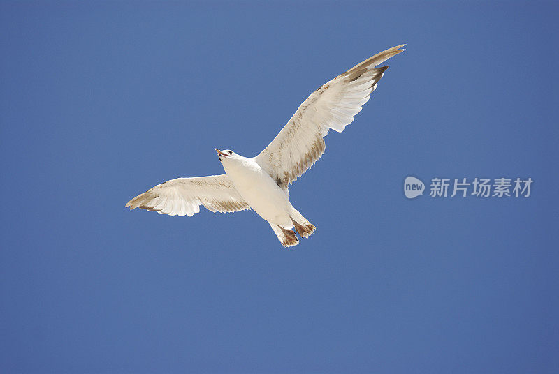 湖中的海鸥在飞翔