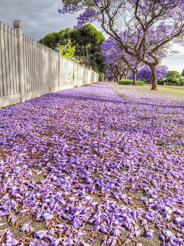 人行道上蓝花楹盛开