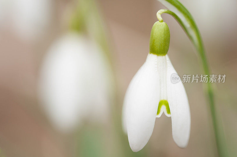 雪花莲双胞胎