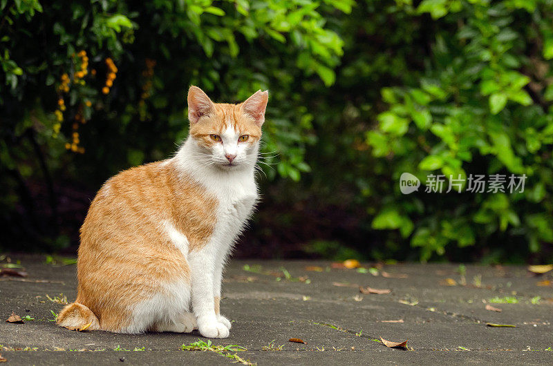 无辜的小猫