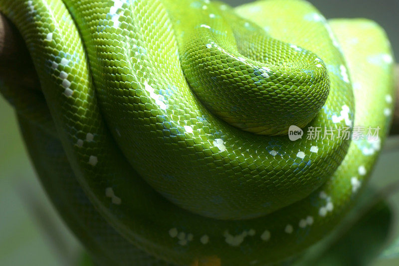 绿树蟒蛇皮肤特写危险蝰蛇蛇