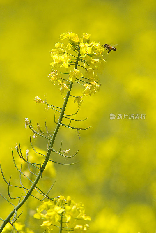 玉米花与蜜蜂