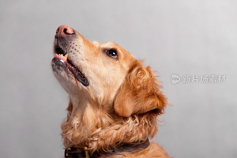 可爱的金毛猎犬