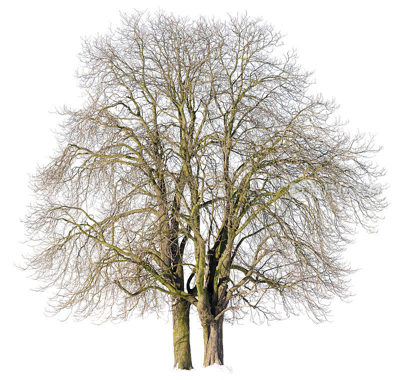 栗树(七叶树)在冬季孤立在白色。