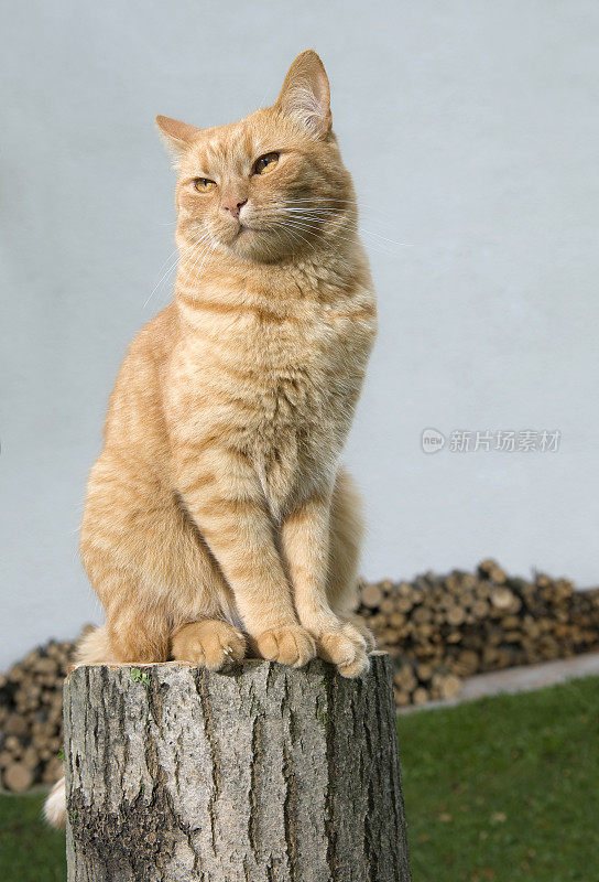 橙色的猫坐在树桩上