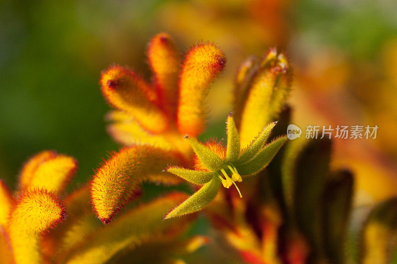 袋鼠爪花，澳大利亚植物