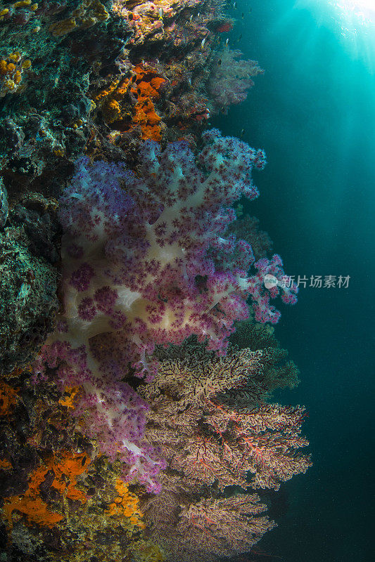 软珊瑚树