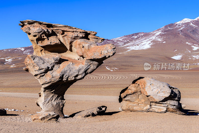 石树-石树，在玻利维亚高原上