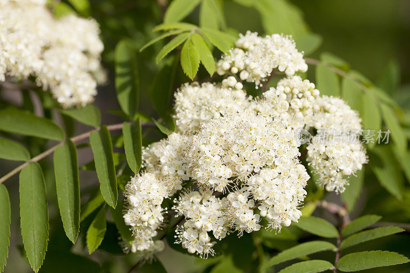 花楸，花楸(花楸属)，开花