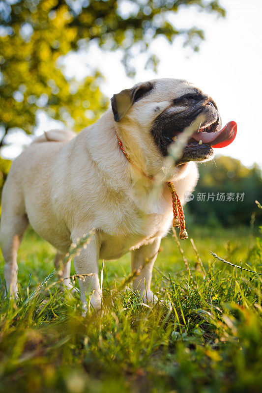 日落时分，有趣的哈巴狗在夏日公园散步