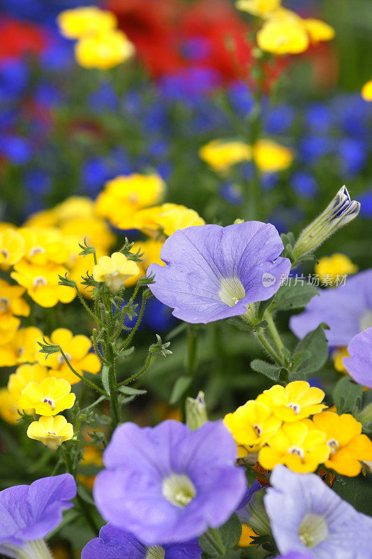 丰富多彩的summerflowers