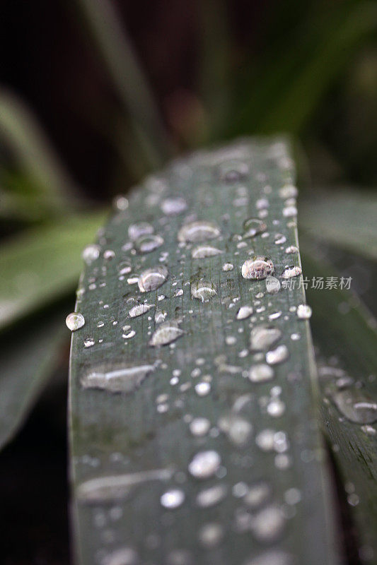 雨滴落在树叶上