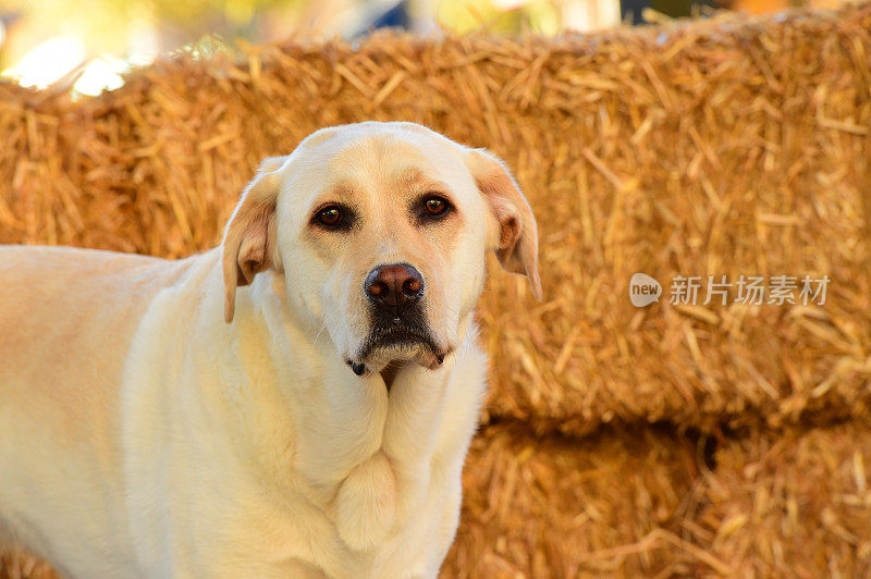 拉布拉多寻回犬