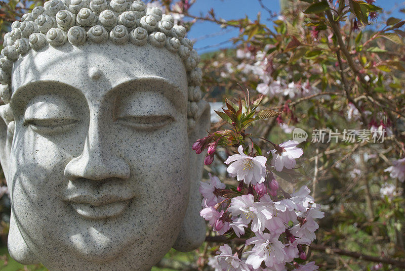 野樱花佛首