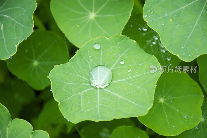 旱金莲叶与雨