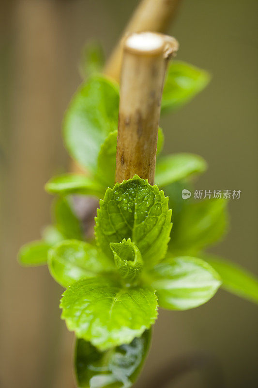 绣球花的花蕾。