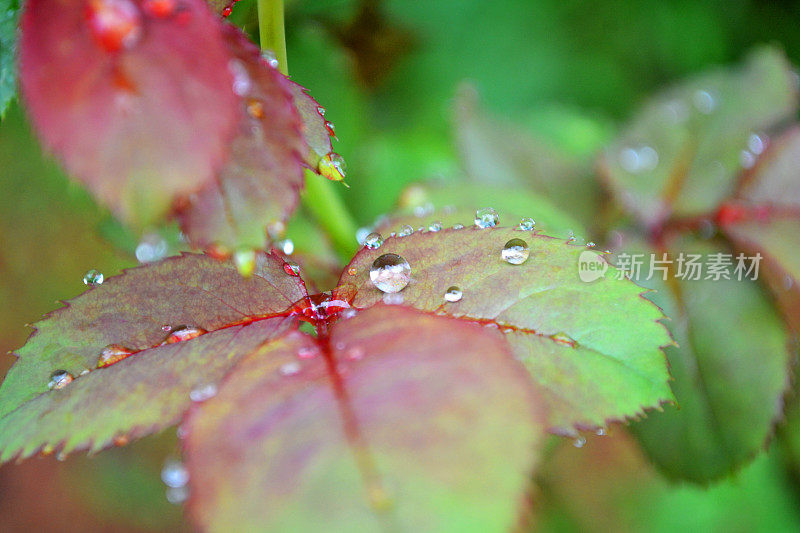 雨滴落在树叶上