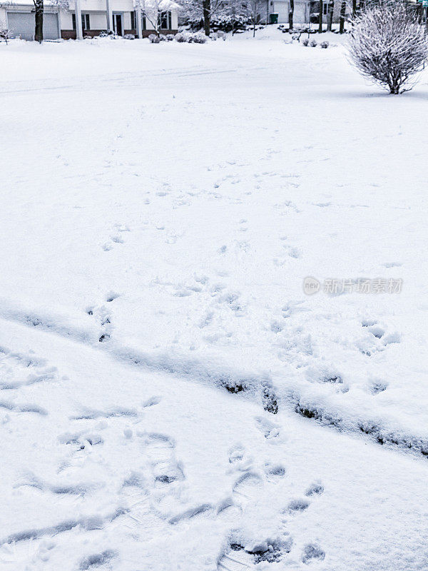 脚印和狗爪印郊区冬天的雪地痕迹