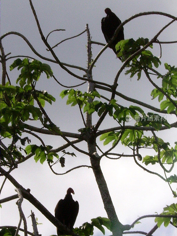 黑秃鹫栖息在洪都拉斯罗阿坦的一棵树上