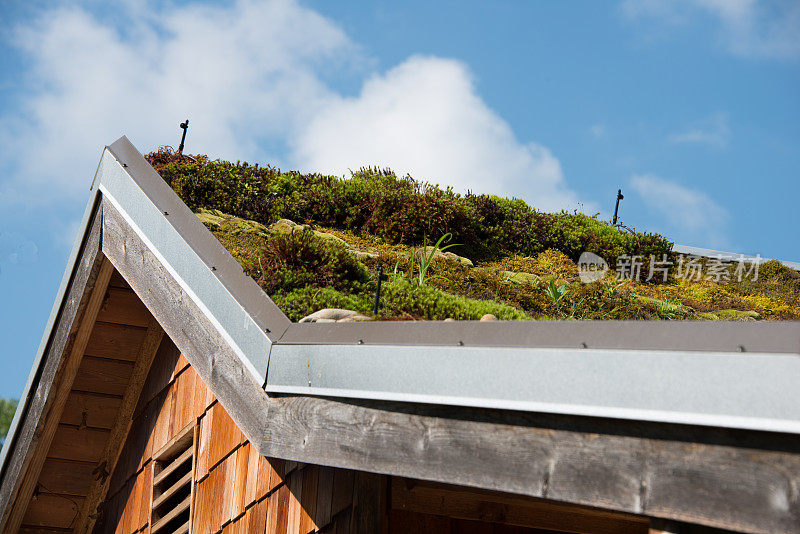 屋顶苔藓植物