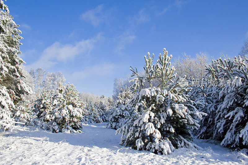 树木和雪