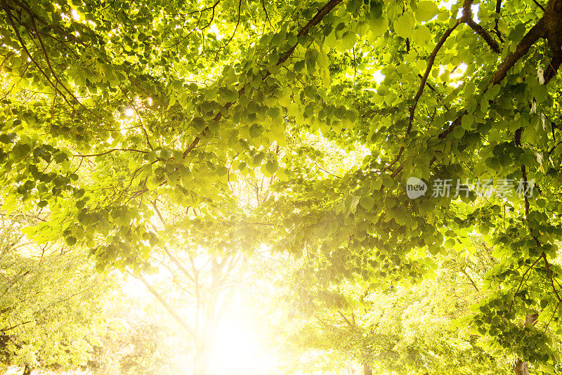 从下面的夏季橡树