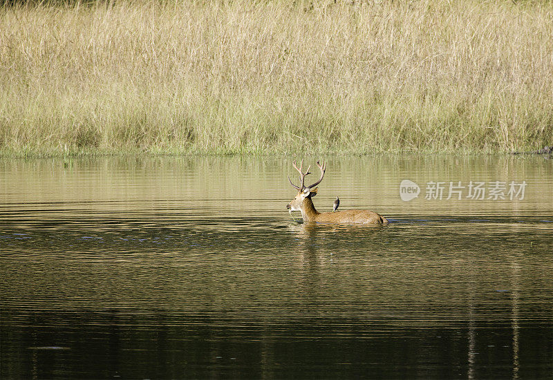 印度沼泽鹿