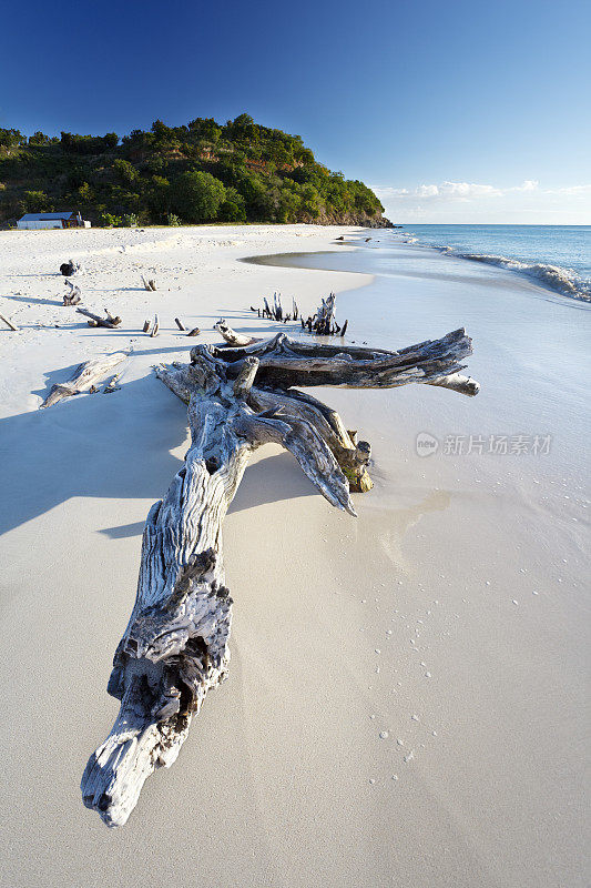 加勒比海滩浮木