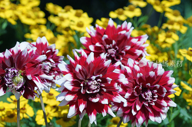 大丽花和helenium