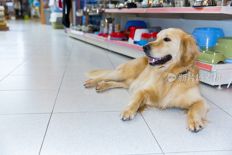 可爱的金毛猎犬在宠物店