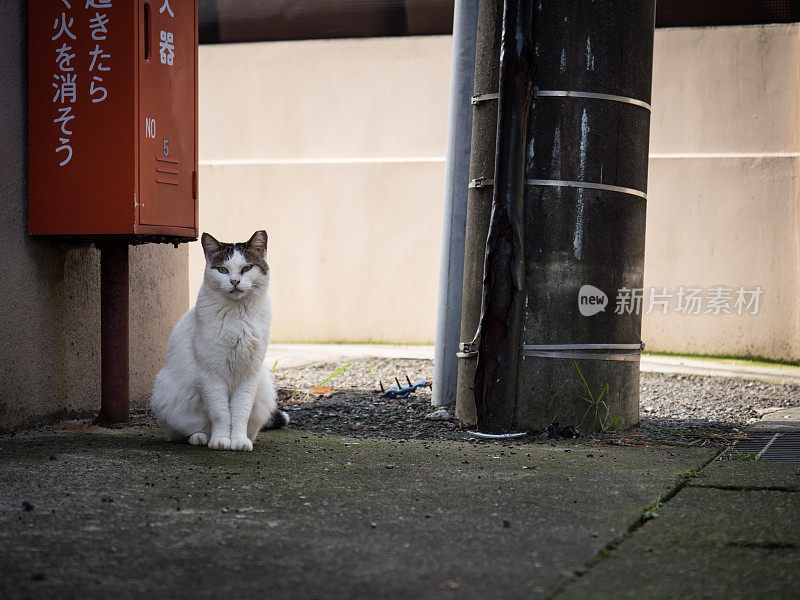 只流浪猫