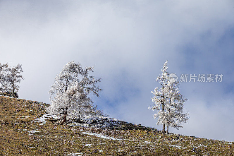 白雪覆盖了中国新疆喀纳斯湖附近的树木