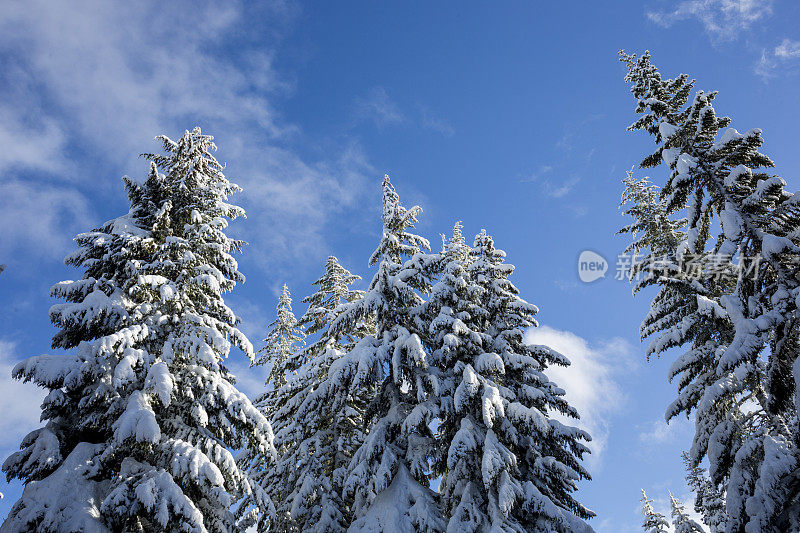 树木覆盖着白雪，冬天的森林下雪，蓝色的天空