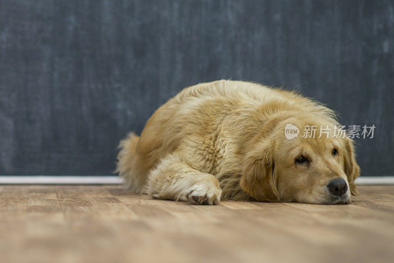 金毛猎犬打盹