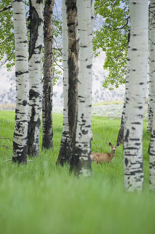 在夏季科罗拉多山脉的白杨林中的骡鹿