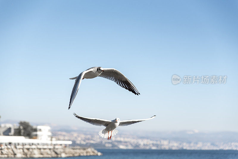 海鸥飞过海洋