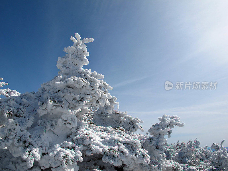 霜镶嵌高山矮曲林