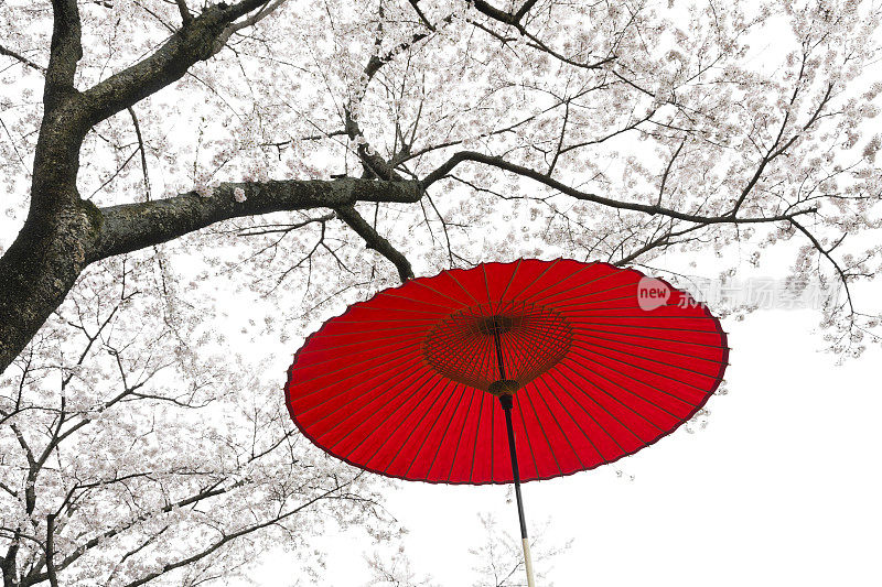 日本春天的雨伞